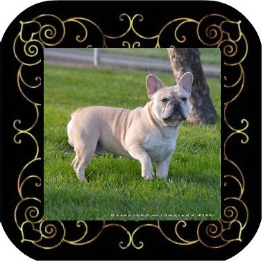Male French Bulldog