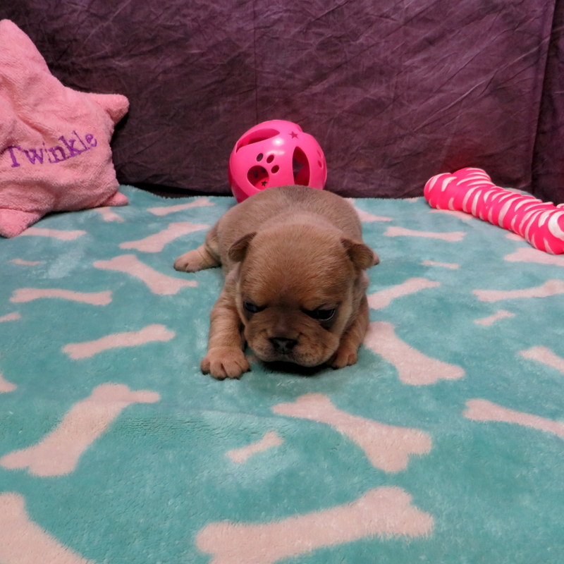 Female French Bulldog