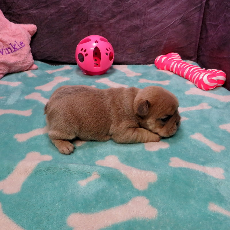 Female French Bulldog