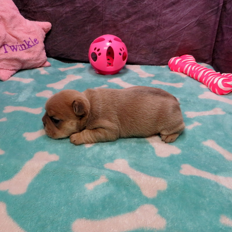Female French Bulldog