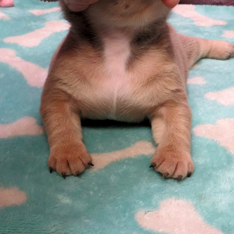 Female French Bulldog